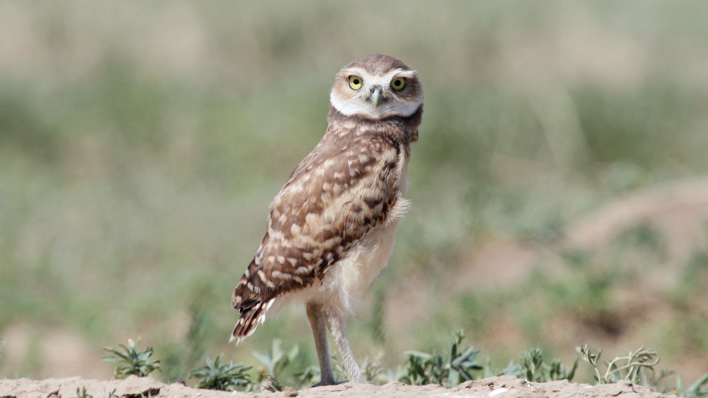 Burrowing owl peers at a photographer