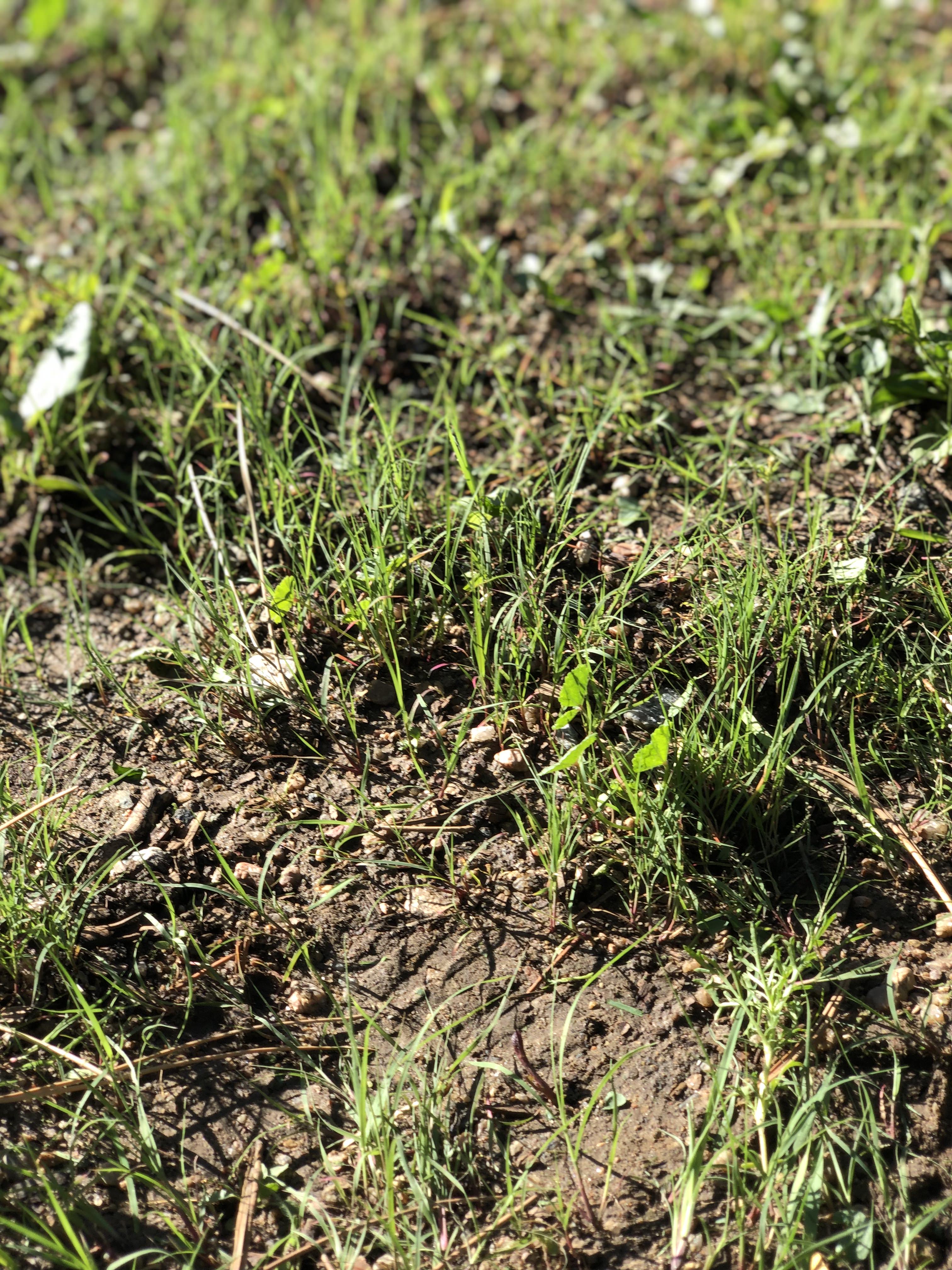 Growth of new native grass with more greenery over the dirt in Setember 2024. 