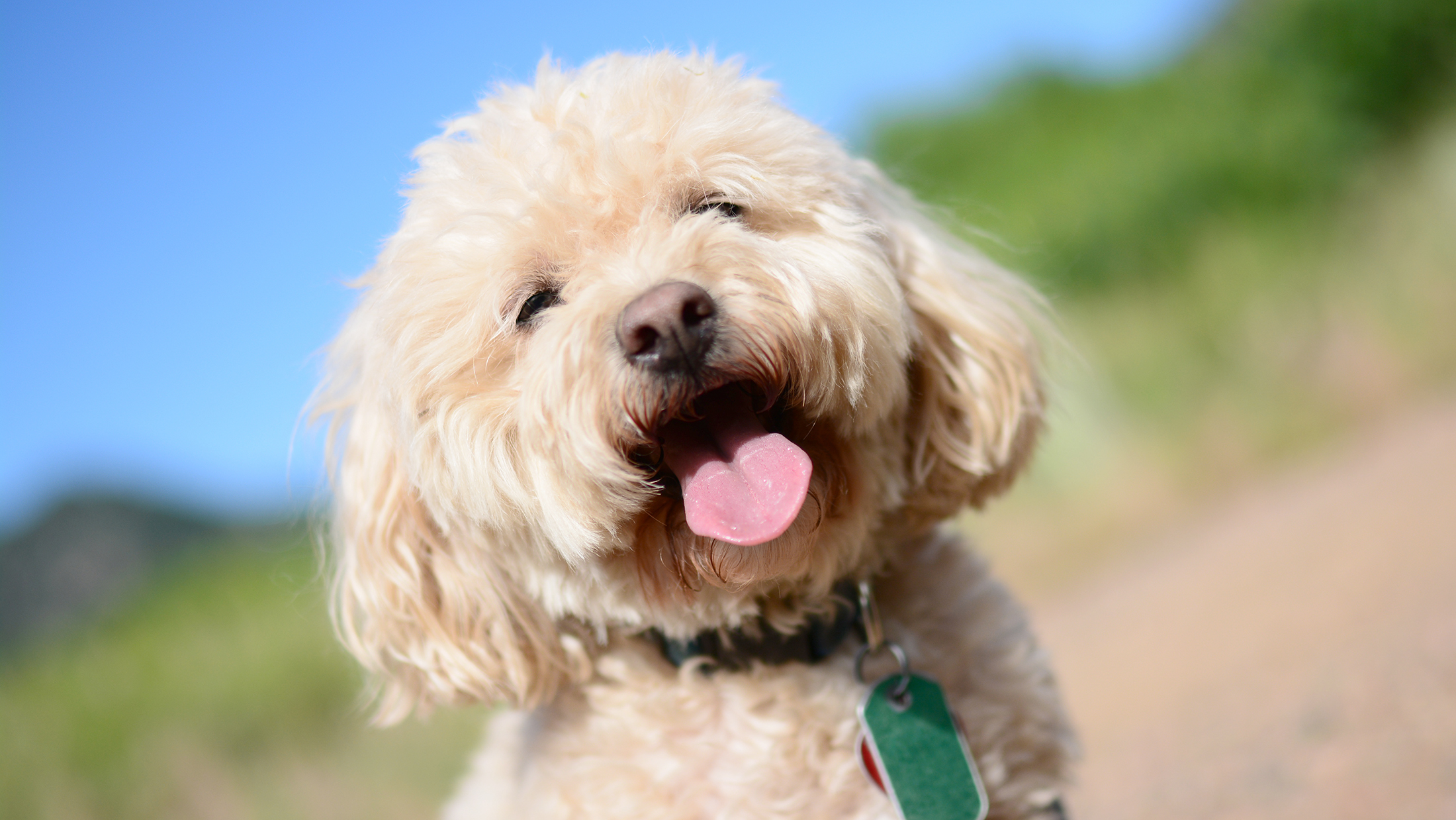 A happy dog smiles to the camera 