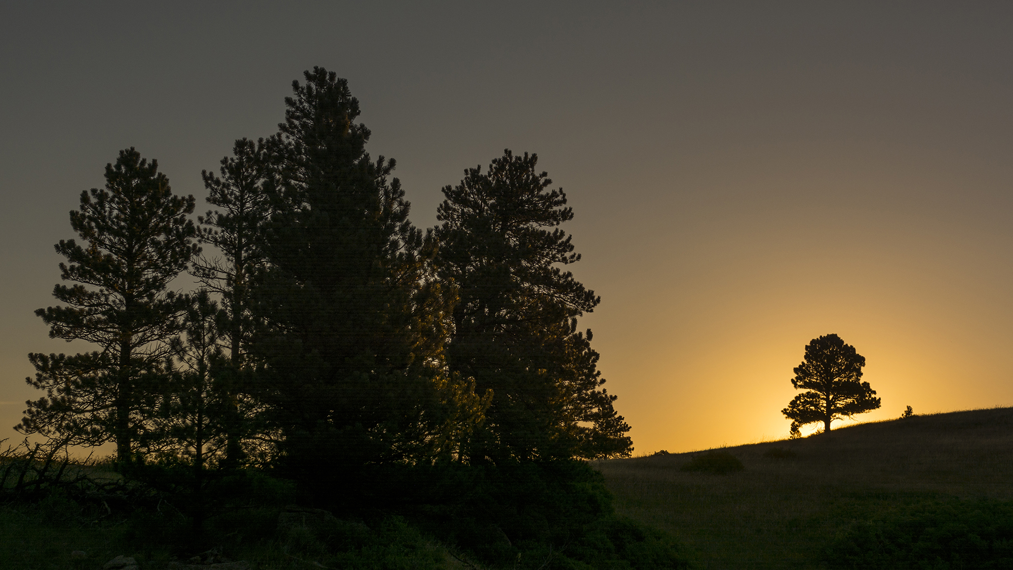 Silhouetted tree stands against a colorful sunrise, with warm orange and yellow hues lighting the sky.