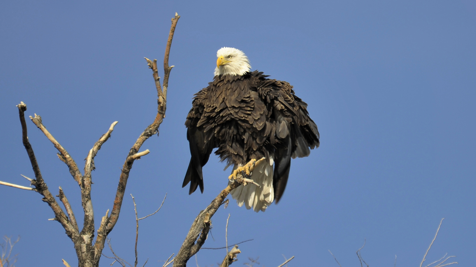 A bald eagle is perched on a tree east of Boulder