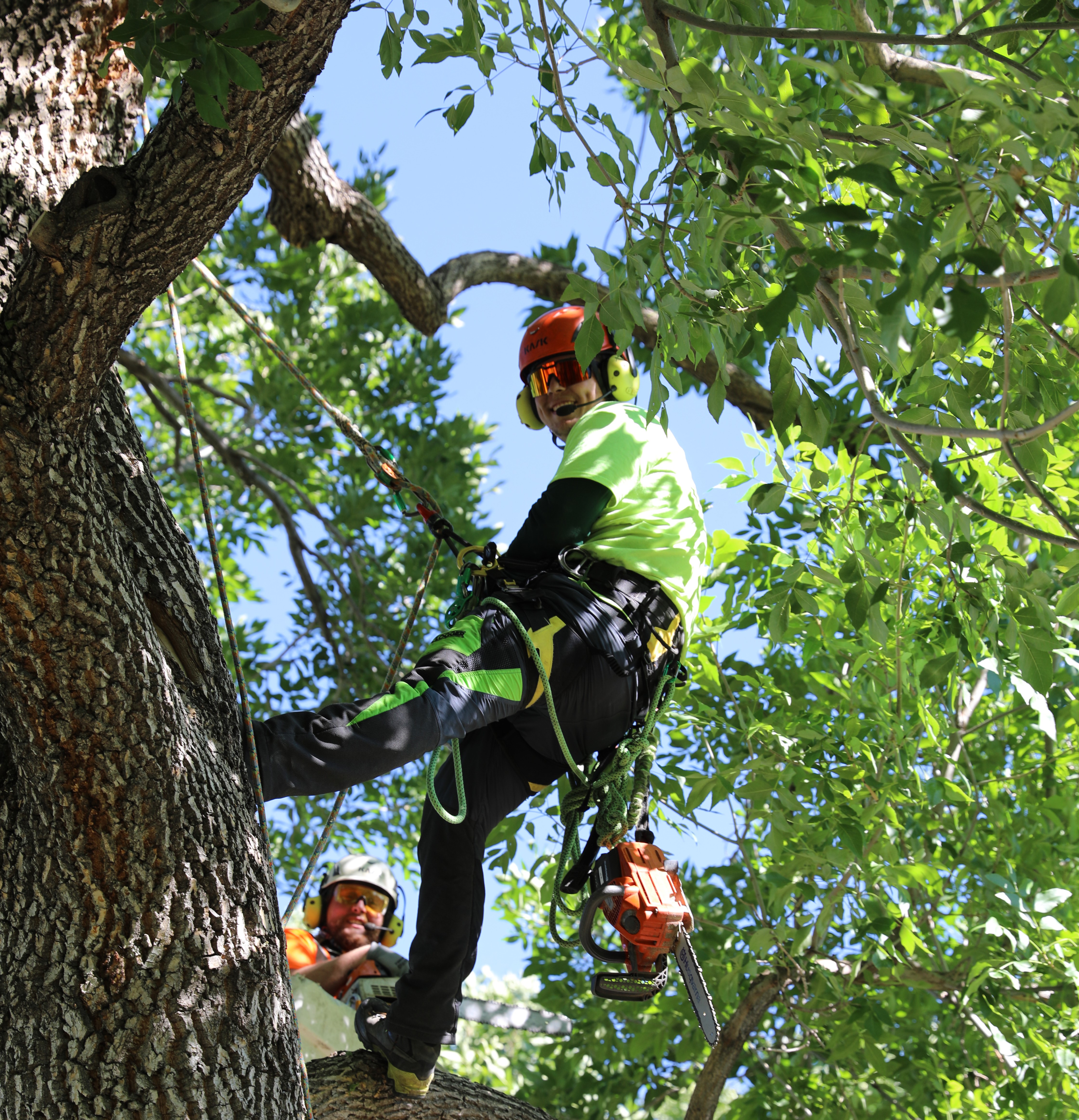 Forestry staff trimming branches
