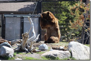 Bear attempting to get into enclosure