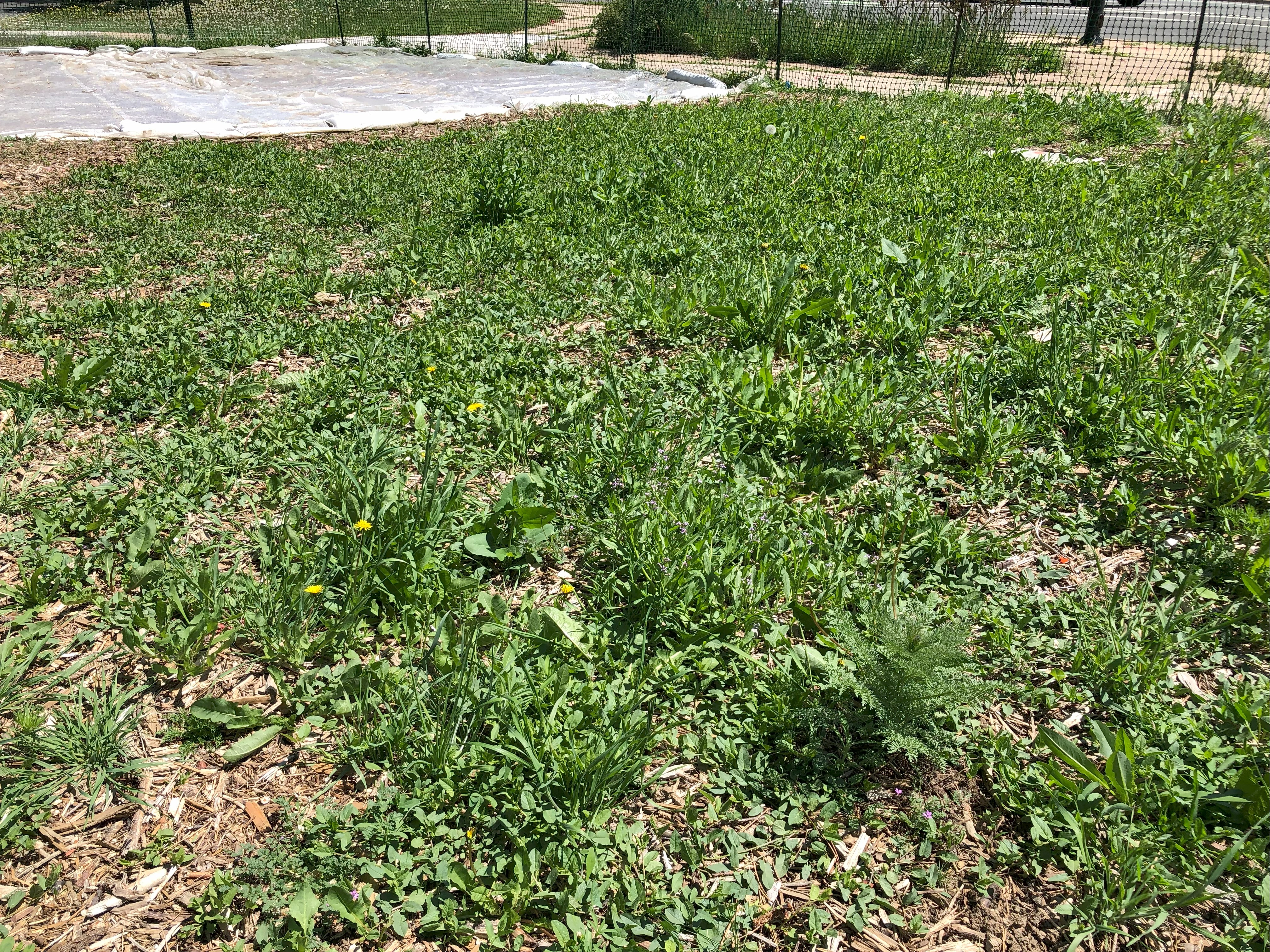 grass in the process of growing in a green plot; some weeds are mixed in