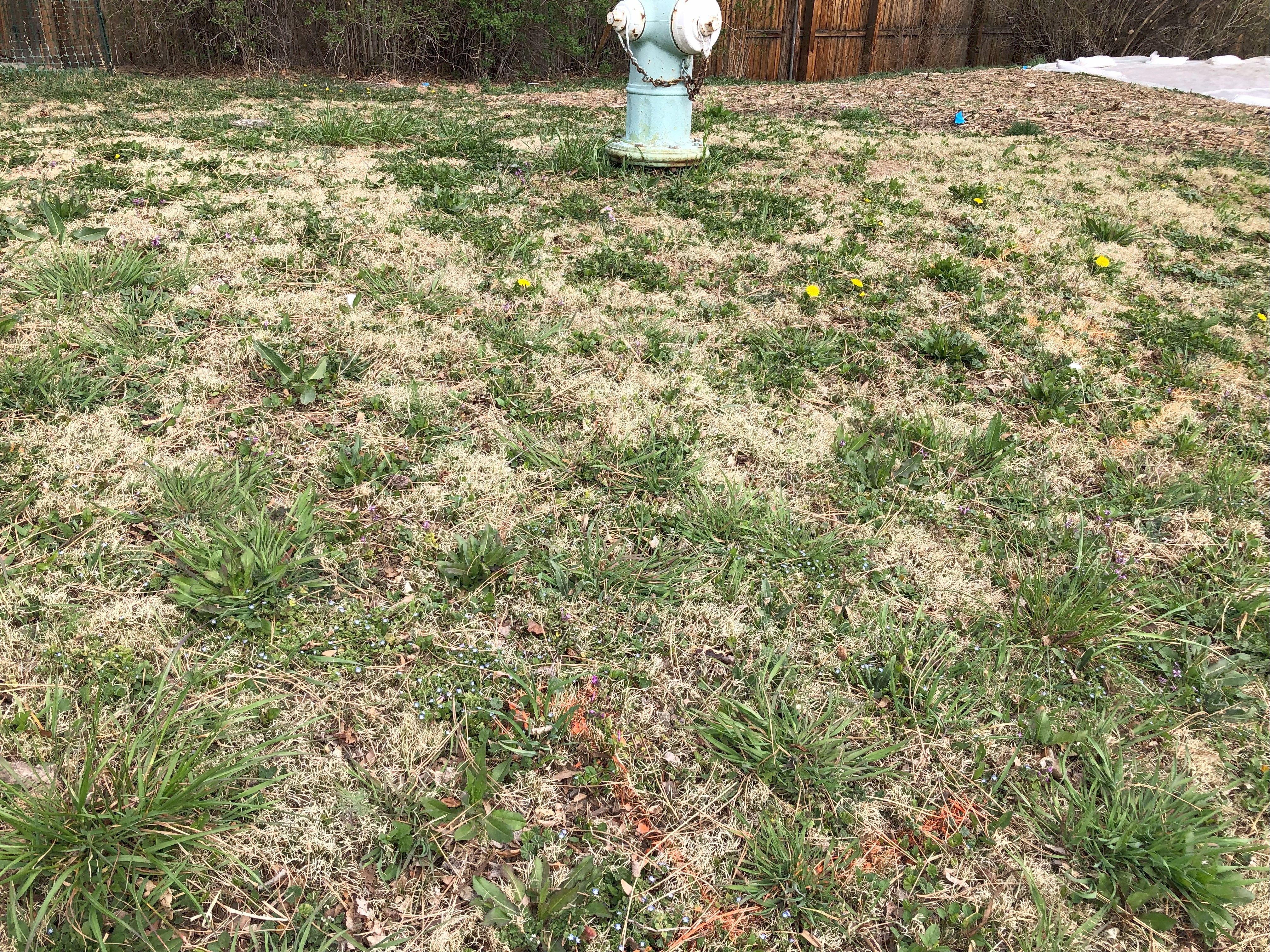 grass in the process of growing with yellow and green spots