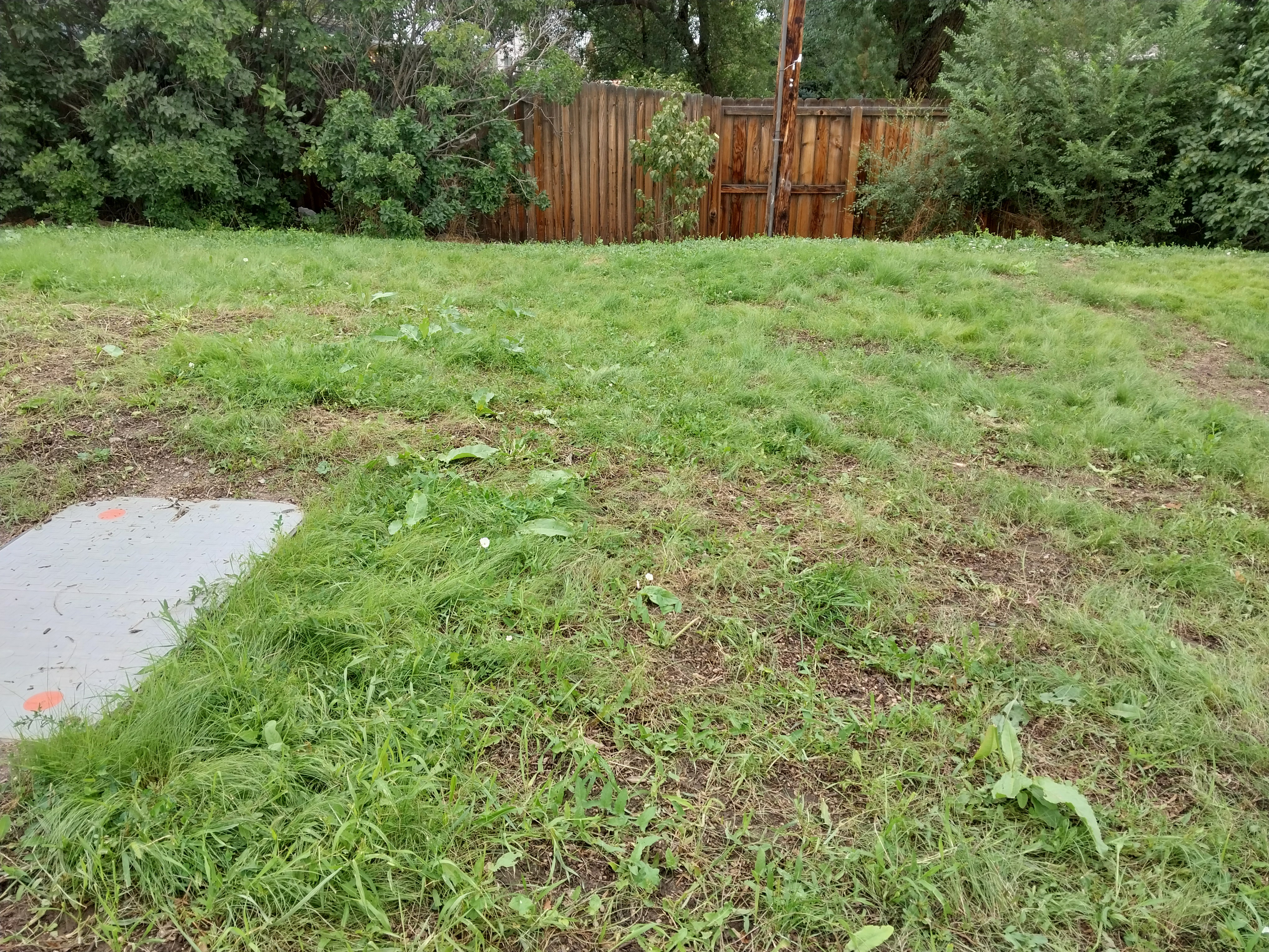 some green grass and some brown areas