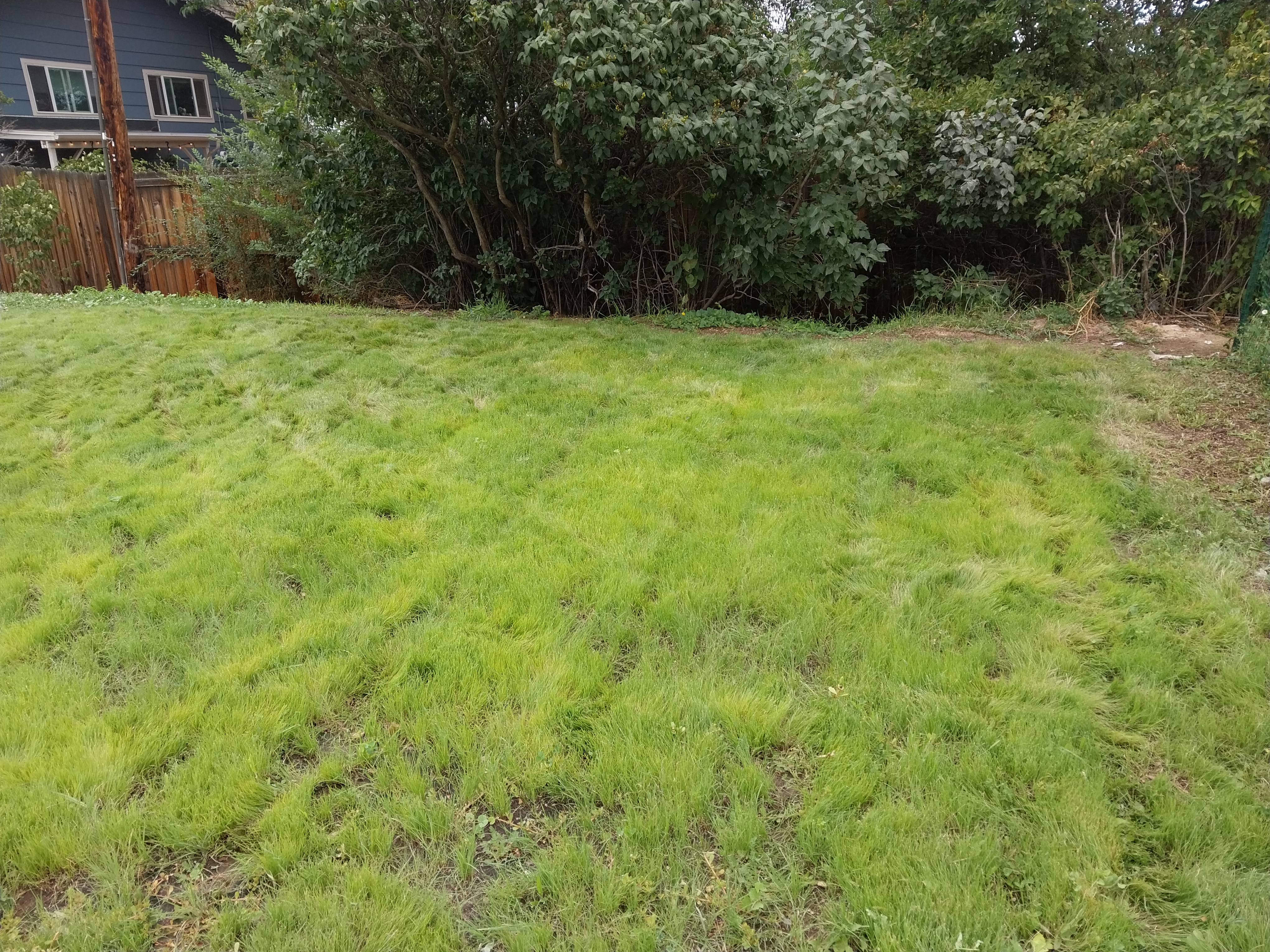 green grass with lines and some patchy spots