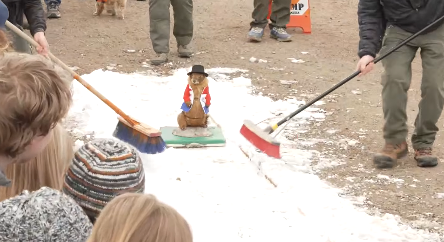 Stuffed marmot being curled down a patch of snow.