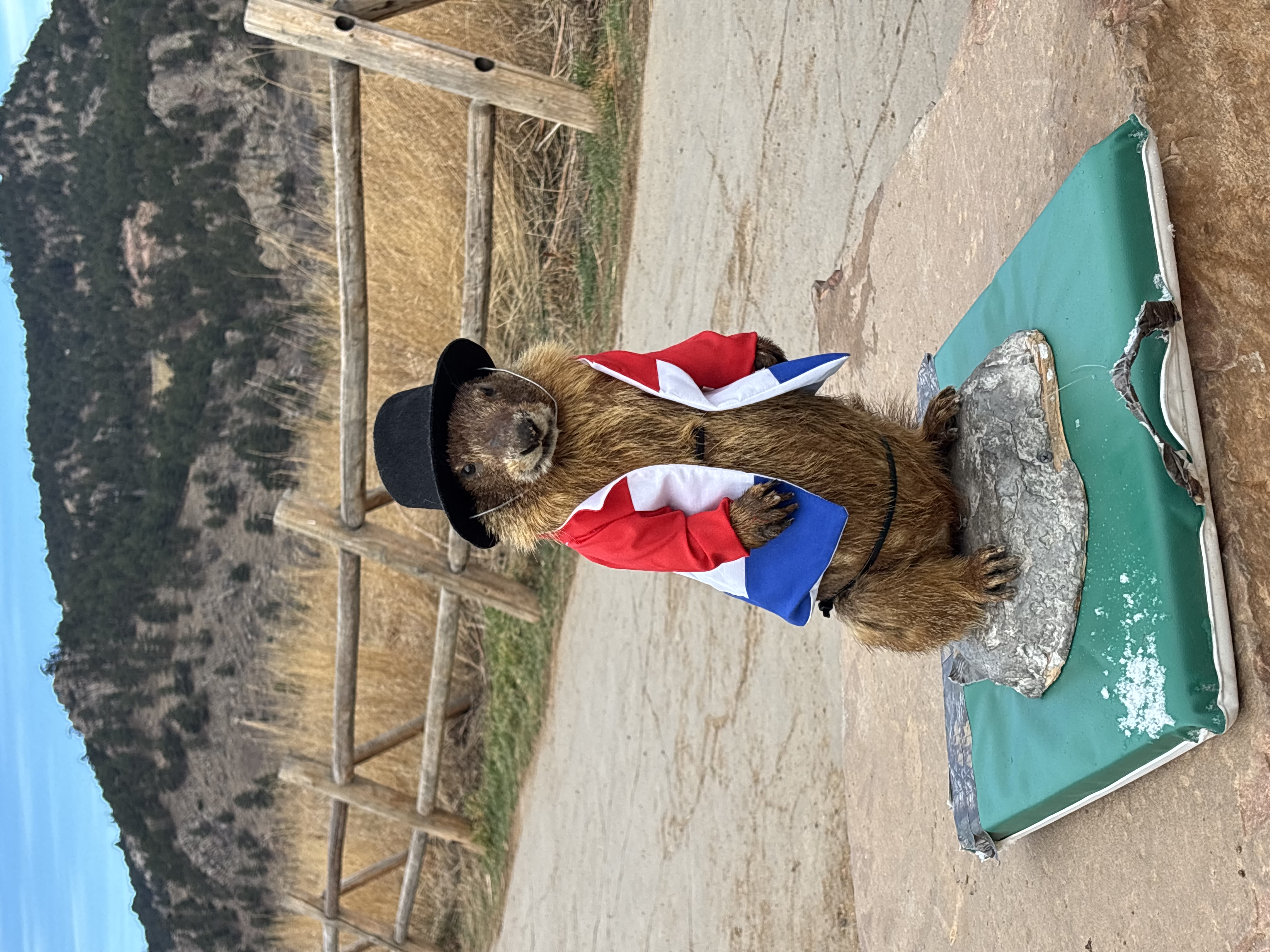 Stuffed marmot wearing an Olympic jacket.