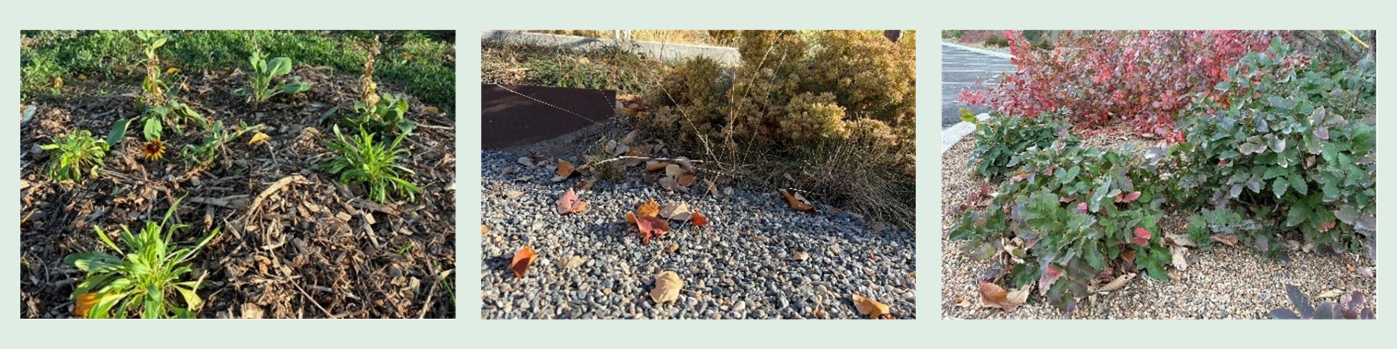 Examples of permitted organic and inorganic mulches