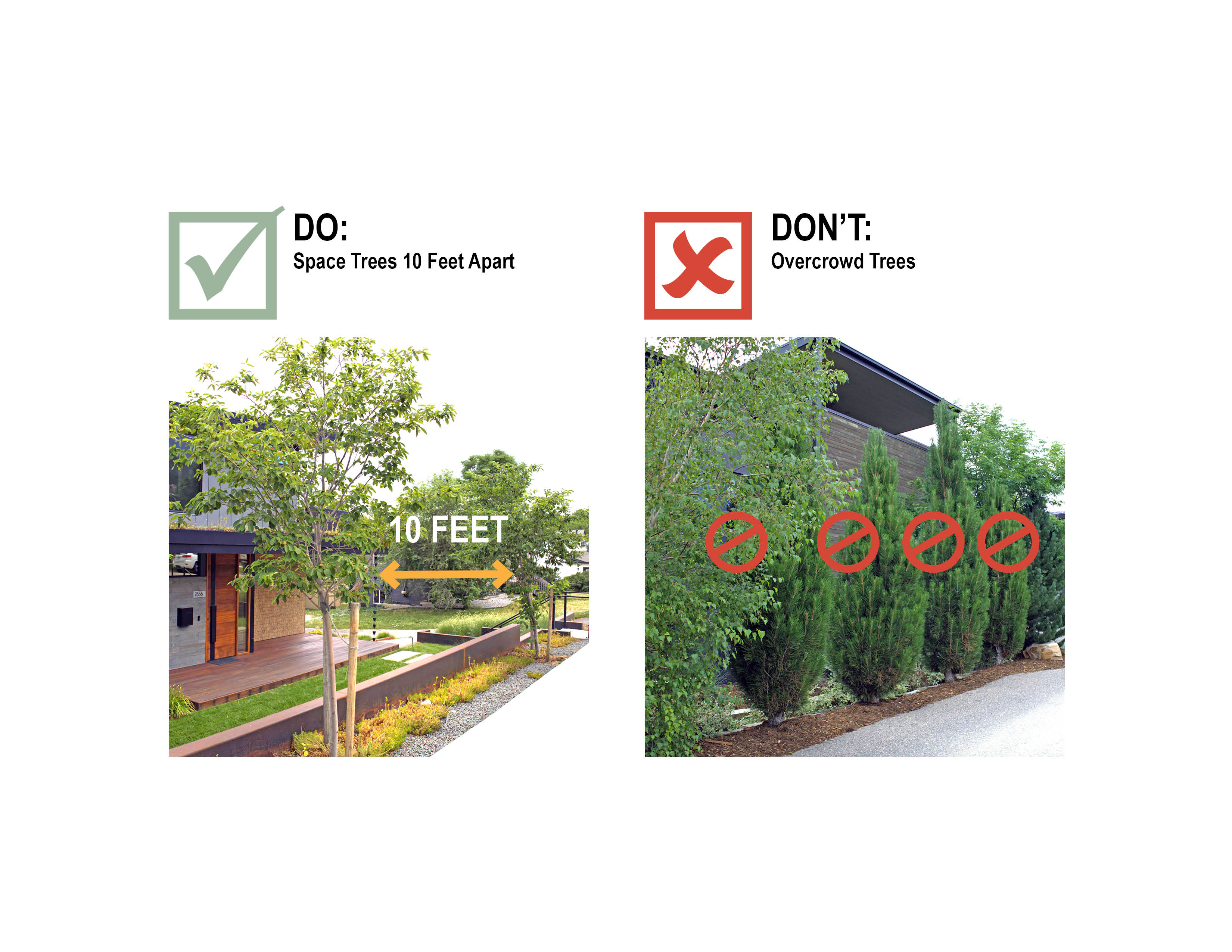 Horizonal spacing landscape: space trees 10 feet apart and don't overcrows trees.