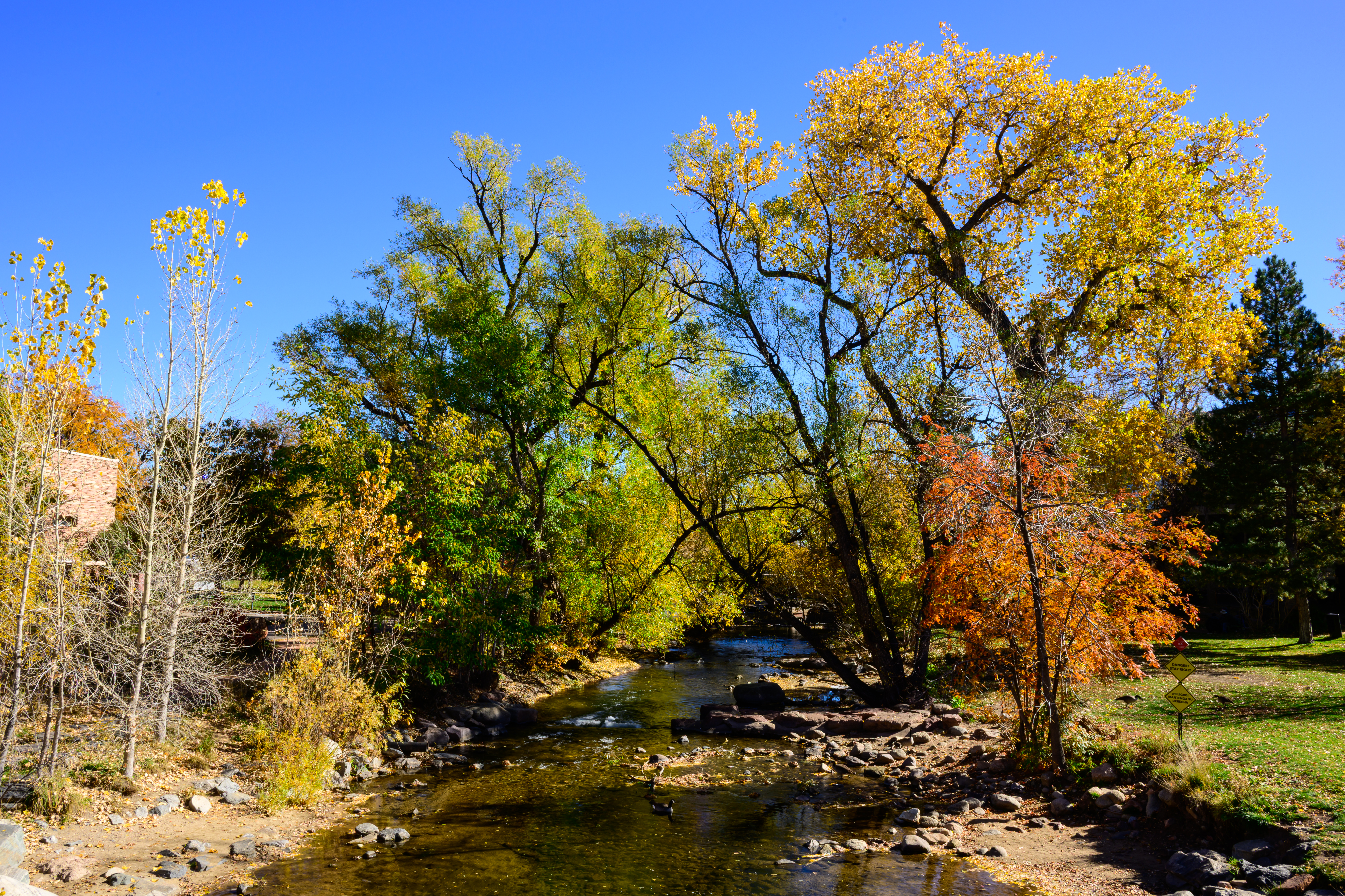 Big tree in the fall