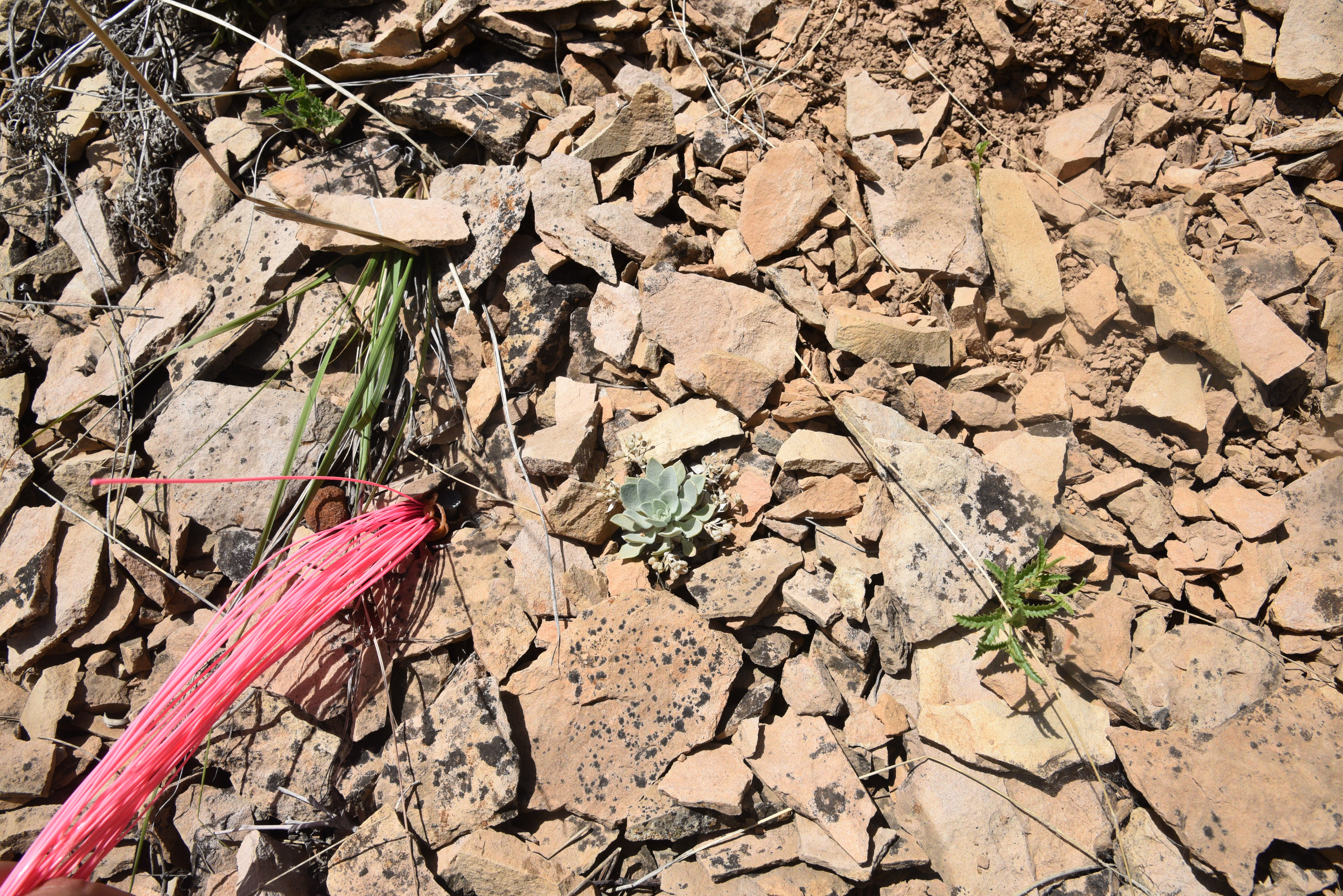Small sage colored leafy plant in red rocks next to a pink flag