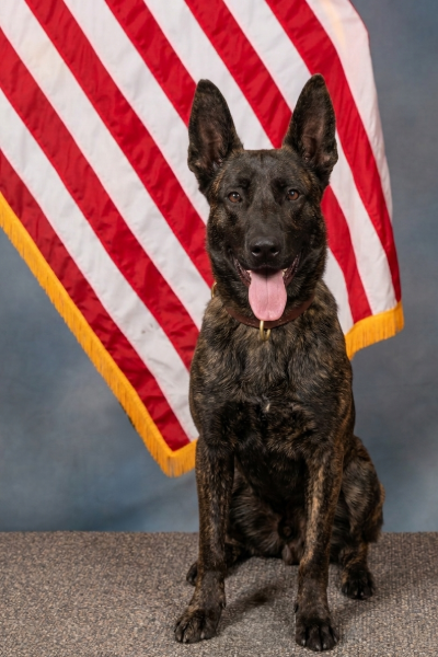 K9 Knox