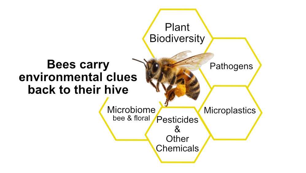 Diagram of the clues that bees carry back to the hive: Plant biodiversity, microbiome, pesticides & other chemicals, pathogens and microplastics
