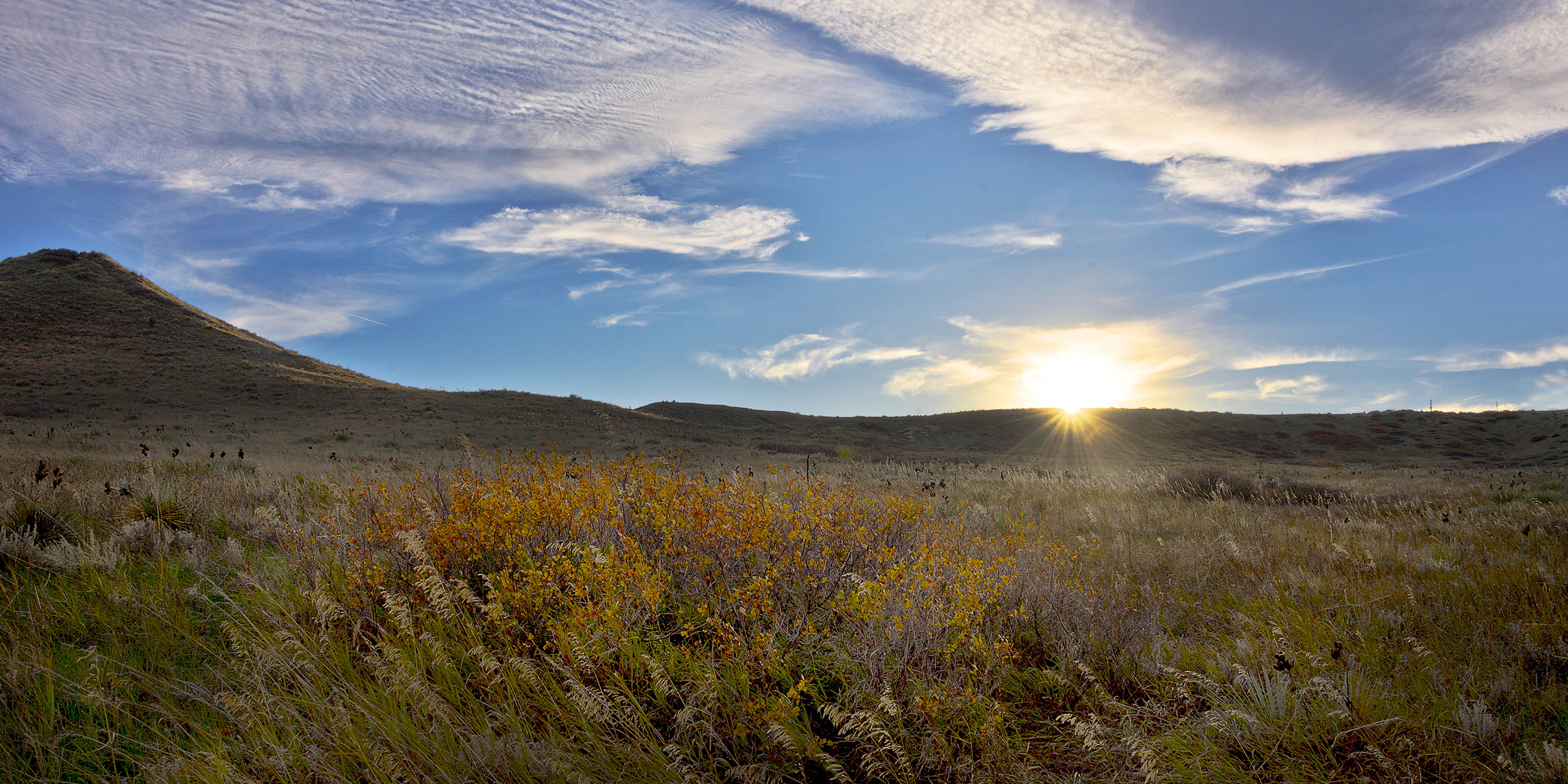 Field with a variety of plants and a hill in the background.
