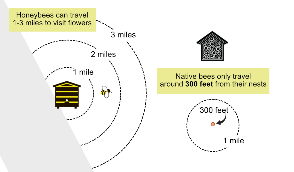Diagram comparing honeybee foraging range (1-3 miles) to native bee foraging range (300 feet).