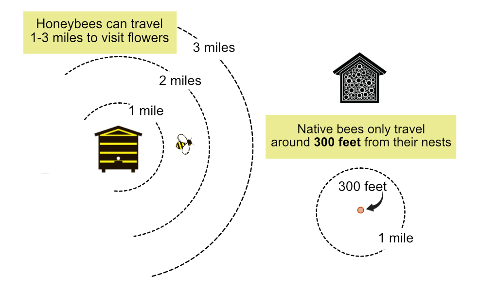 Diagram comparing honeybee foraging range (1-3 miles) to native bee foraging range (300 feet).