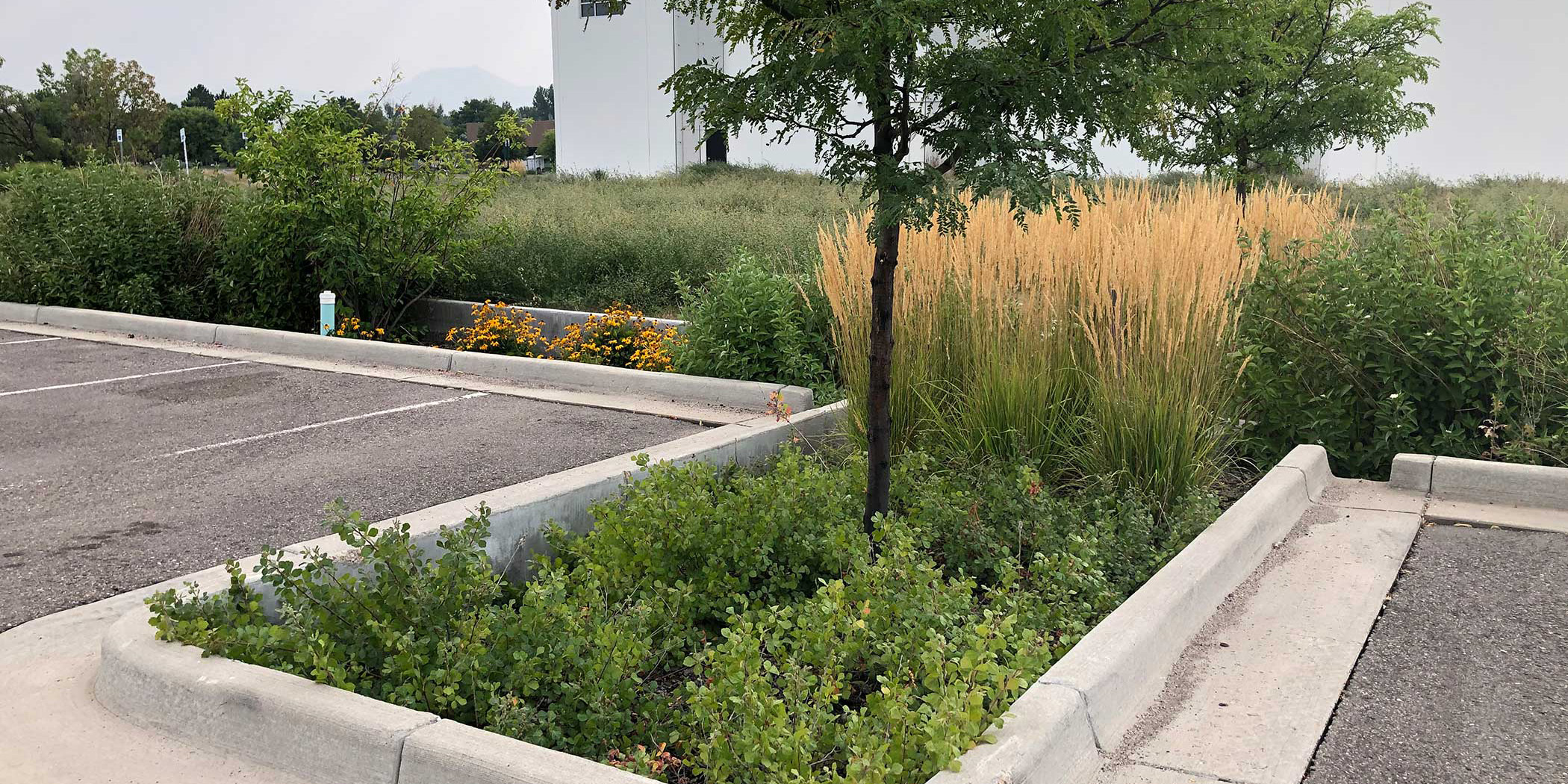 A planted area in a parking lot that collects and filters stormwater runoff. 