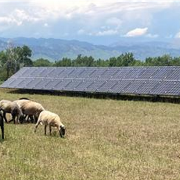 Field with solar panels and grazing sheep against a mountain backdrop.