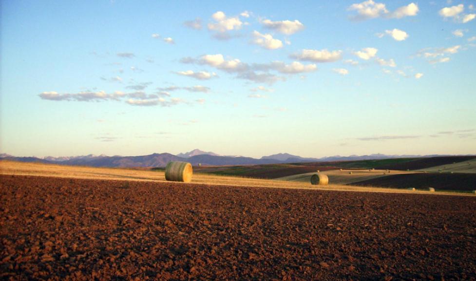 Hay Bales in Agricultural Field