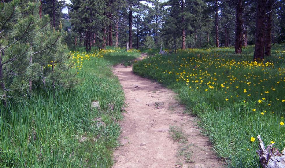 Hiking trail through pine forest and wildflowers