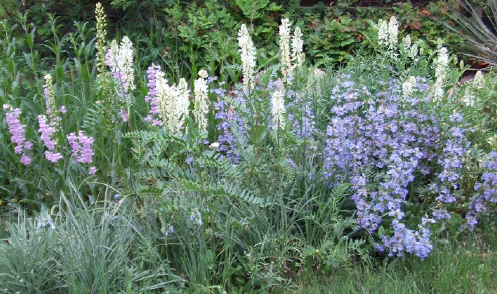 Subalpine Fens - Colorado Native Plant Society