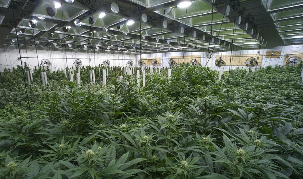 Cannabis plants grow under lights in an indoor facility