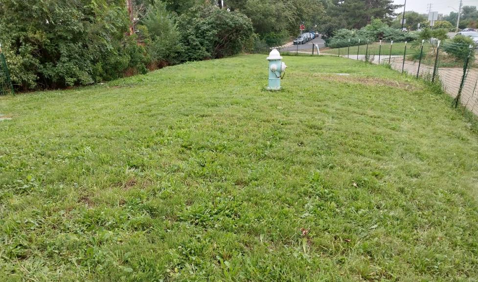 green grass