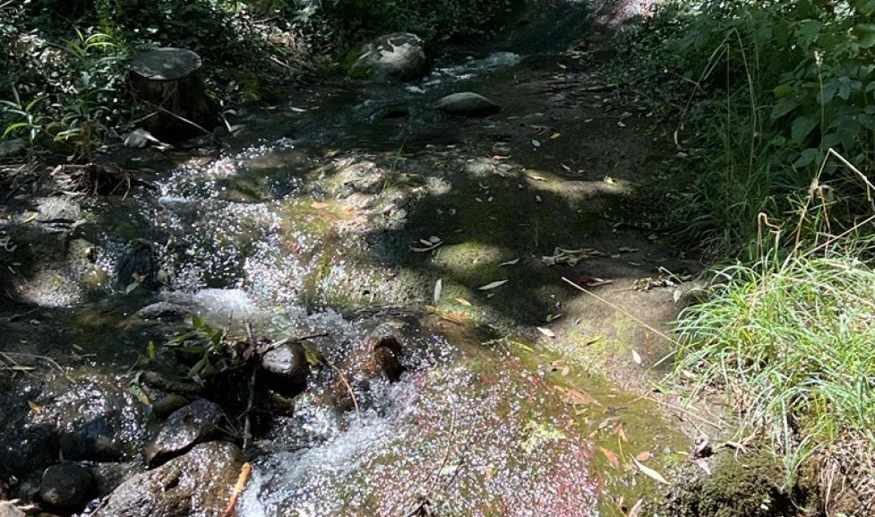 Natural stream flowing