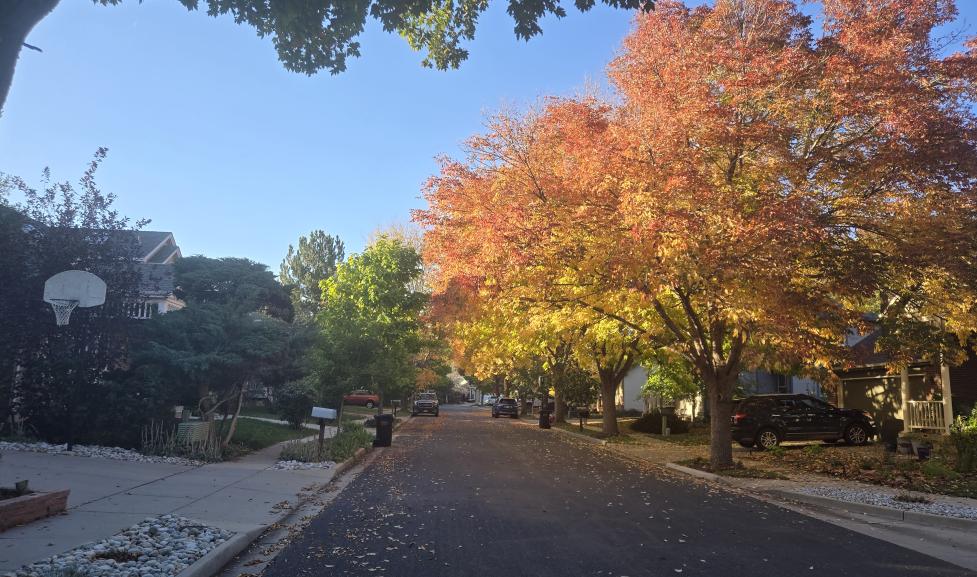 peaceful neighborhood road with colorful autumn trees