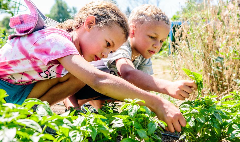 Two children picking basil at Growing Gardens.