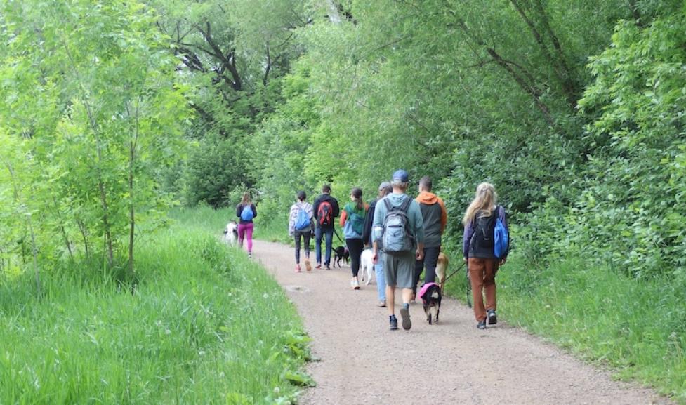 people walking dogs on trail