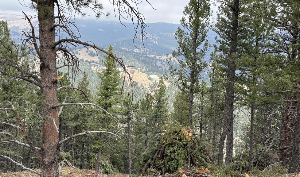 pine trees and foliage on tram hill 