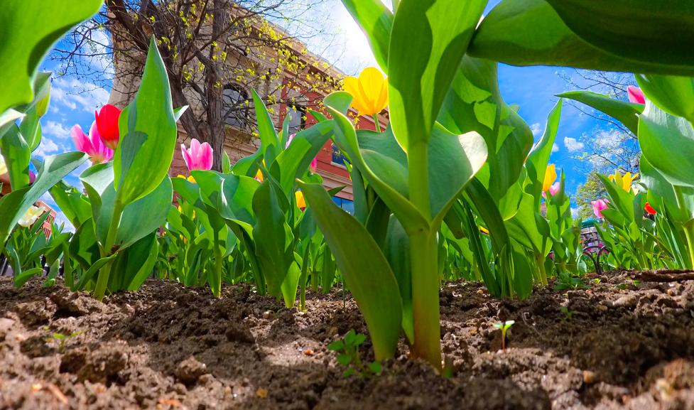 tulips in pearl street mall planters