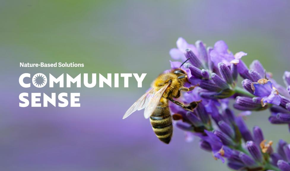 A photo of a honeybee pollinator lavender flowers.