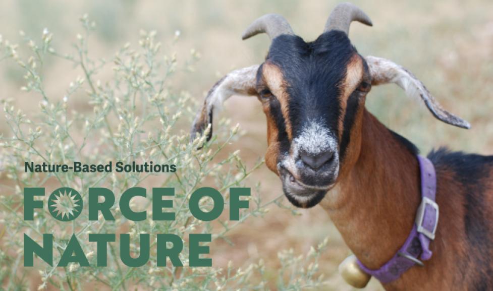 Photo of a goat eating weeds. 