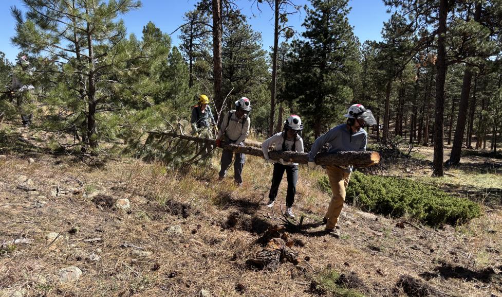 Four people carrying a large log while outside in a pine forest. 