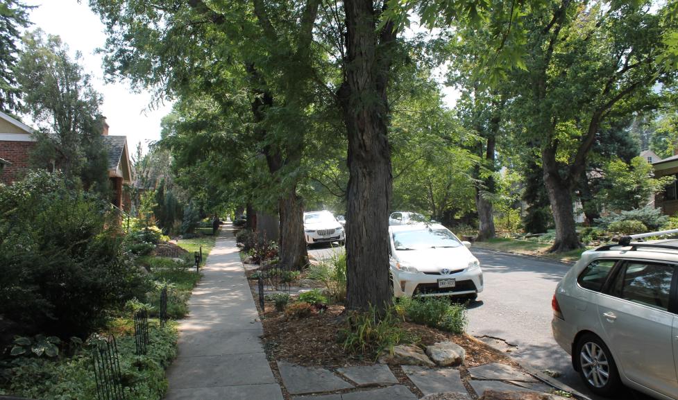 Street with parked cars, flanked by trees, and sidewalk directly in front disappearing into the distance
