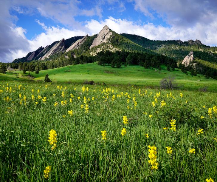 yellow wildflowers in front of boulder flatirons with green grass