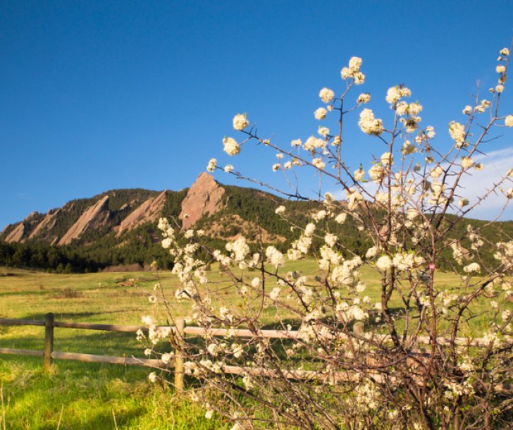 Blooming tree with Flatirons in the background