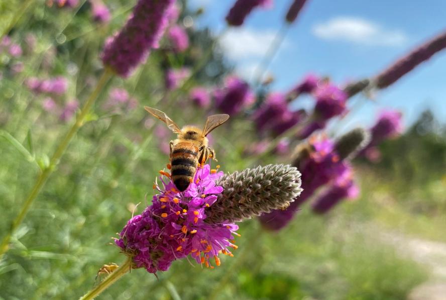 Bee on purple prairie cone flower
