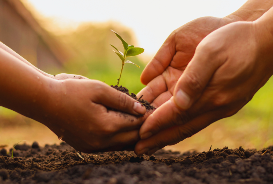 Child and adult hands holding soil with a sprout in it. 