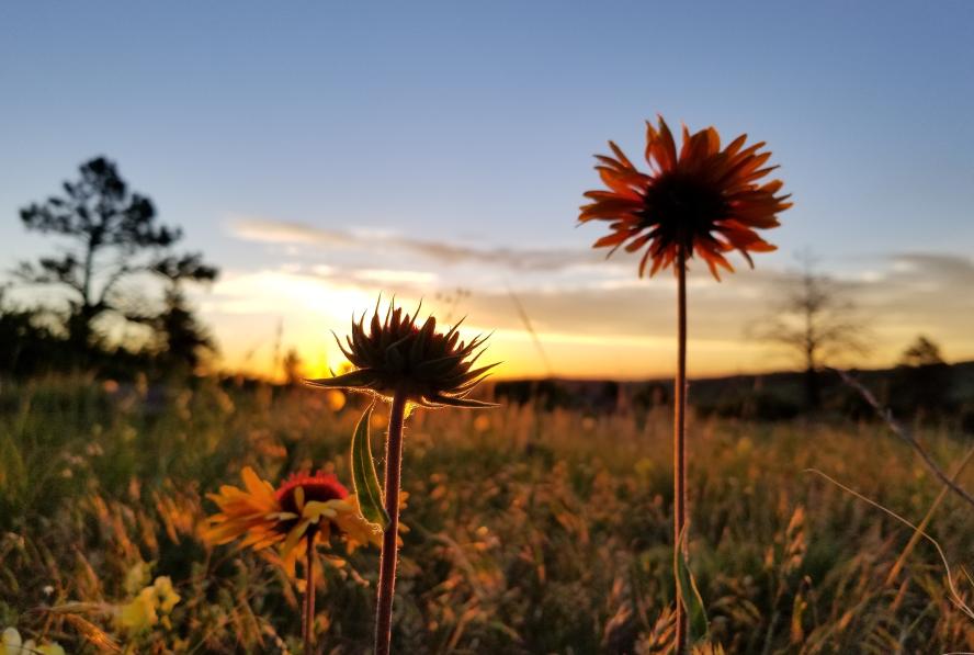 Early morning on the Marshall Mesa prairie, close up on silhouetted Gaillardia aristata Indian Blanket flowers in foreground against dawn sky and colorful clouds