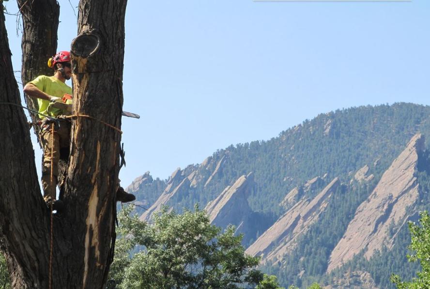 Forestry crew working on a tree with the Boulder Flatirons in the background