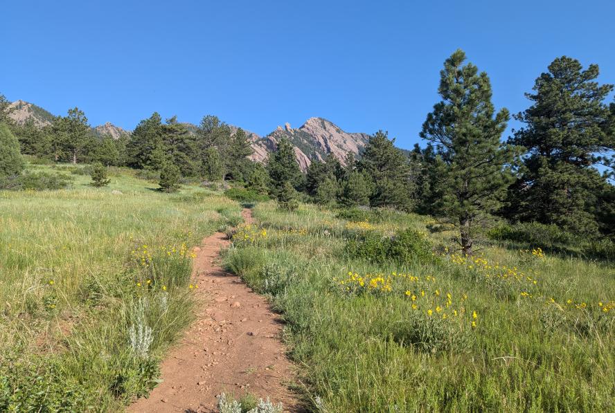 Flowers along Homestead Trail in early summer.