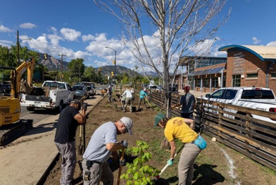 Tree planting activity