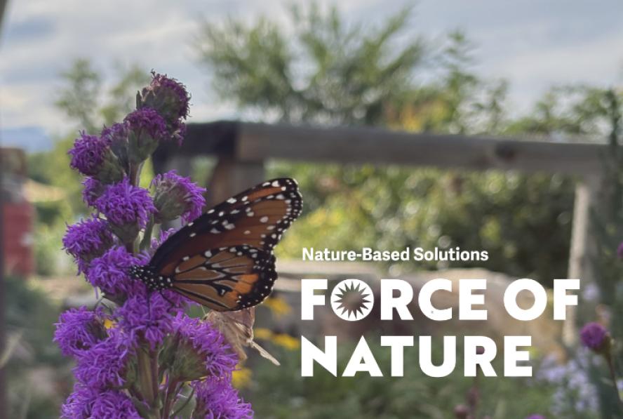 Butterfly on flower, with trees and a wooden gate in the background