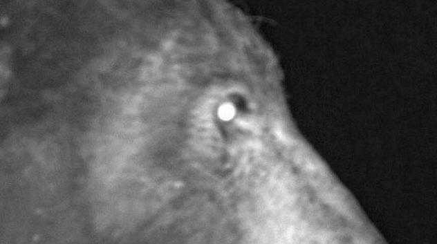 a bear using a city of boulder wildlife camera to take a selfie