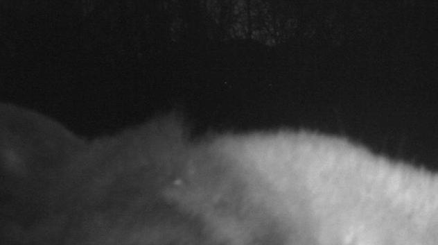 a bear using a city of boulder wildlife camera to take a selfie